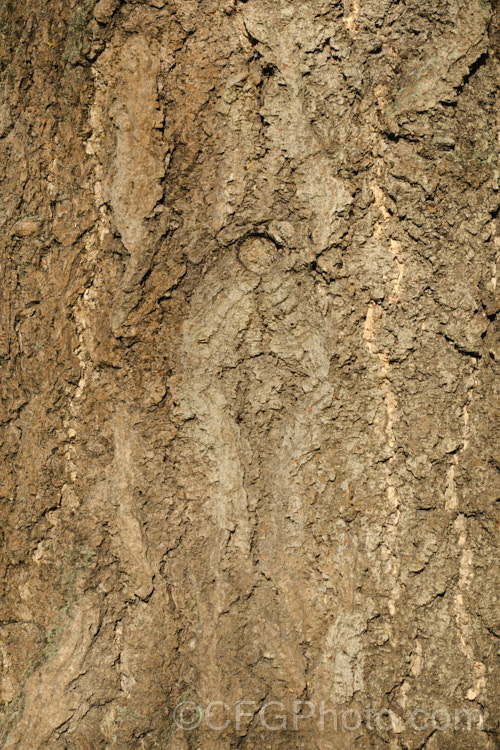 The bark of the Ginkgo or Maidenhair. Tree (<i>Ginkgo biloba</i>), an ancient Chinese deciduous tree with unusually shaped foliage that turns bright yellow in autumn. This species is dioecious; male trees bearing pollen cones in spring and female trees producing very smelly, round, yellow fruit in autumn. ginkgo-2161htm'>Ginkgo. <a href='ginkgoaceae-plant-family-photoshtml'>Ginkgoaceae</a>.