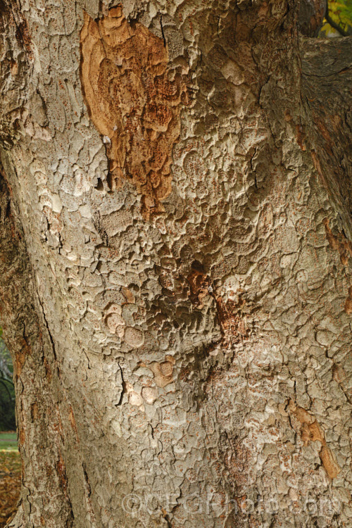 The bark of the Saw-leaf Zelkova or Japanese Zelkova (<i>Zelkova serrata</i>), a 20-35m tall deciduous tree native to Japan, eastern China and Taiwan. It has attractive bark that is shed in flakes and also often develops good autumn foliage colour. Order: Rosales, Family: Ulmaceae