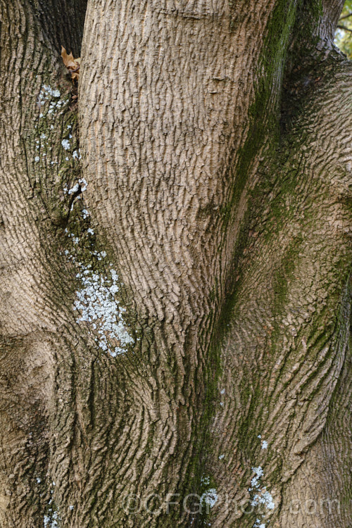 The bark of the Norway Maple (<i>Acer platanoides</i>), a deciduous 30m tree found in northern Europe and the Caucasus and naturalised in North America. Order: Sapindales, Family: Sapindaceae