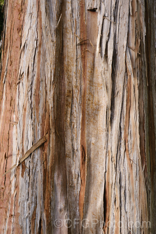 The bark of the Hinoki. Cypress (<i>Chamaecyparis obtusa</i>), a Japanese evergreen conifer that can grow to 40m tall It is notable for its layered foliage in fan-shaped sprays and its rich red-brown bark that peels in long narrow strips. chamaecyparis-2076htm'>Chamaecyparis. Order: Pinales, Family: Cupressaceae