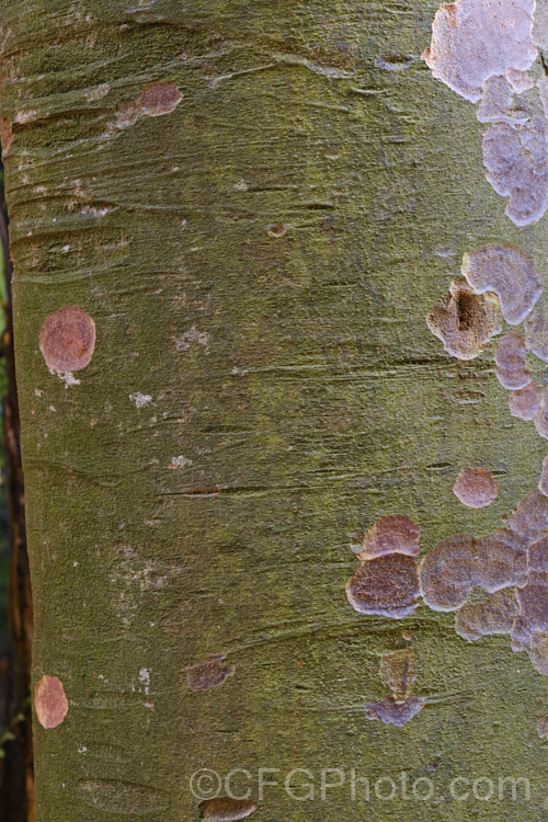 The bark of the Matai (<i>Prumnopitys taxifolia</i>), an evergreen 15-25m tall tree that occurs over almost all of New Zealand. The tree has quite a long juvenile phase, with wiry, tangled branches and sparse foliage, before developing its elegant adult form. Matai can be confused with Miro (<i>Prumnopitys ferruginea</i>) but is easily distinguished in the juvenile phase and when mature it produces black fruit rather than red. prumnopitys-2756htm'>Prumnopitys. <a href='podocarpaceae-plant-family-photoshtml'>Podocarpaceae</a>.