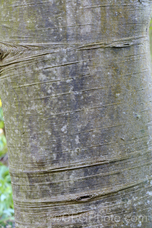 The bark of the Celery Pine or Tanekaha (<i>Phyllocladus trichomanoides</i>), an evergreen coniferous tree native to New Zealand It grows to 20m tall and has leaflike stems known as phylloclades. The strobili are reddish, and the fruit is a berry-like cone with a green to creamy white aril surrounding a single seed. Order: Araucariales, Family: Podocarpaceae