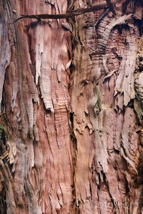 The bark of the Kawaka or New Zealand Cedar (<i>Libocedrus plumosa</i>), a conifer up to 22m tall with a split distribution: the top half of the North Island and the northwest of the South Island of New Zealand. Order: Pinales, Family: Cupressaceae