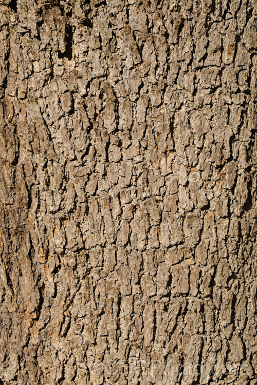 The bark of the Indian. Bean or Eastern Catalpa (<i>Catalpa bignonioides</i>), a summer-flowering 15m tall deciduous tree native to the eastern United States. It is widely regarded as being among the most spectacular of the large, hardy, deciduous flowering trees. Long, beanlike seedpods follow the flowers. catalpa-2420htm'>Catalpa. <a href='bignoniaceae-plant-family-photoshtml'>Bignoniaceae</a>.