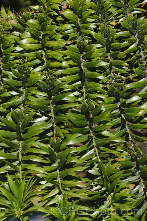 The mature foliage of the Bunya Bunya (<i>Araucaria bidwillii</i>), a 45m tall evergreen conifer native to Queensland, Australia. It is a near relative of the monkey puzzle tree and Norfolk Island pine. Order: Pinales, Family: Araucariaceae