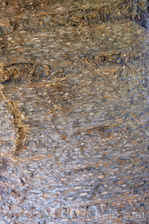 The bark of the Hoop Pine or Moreton Bay Pine (<i>Araucaria cunninghamii</i>), an evergreen coniferous tree native to the east coast of Australia. A variety also occurs in New Guinea. When mature, it is similar to the Norfolk Island Pine (<i>Araucaria heterophylla</i>) but it does not have the rigidly symmetrical juvenile habit of Araucaria heterophylla. Araucariaceae. Order: Pinales, Family: Araucariaceae