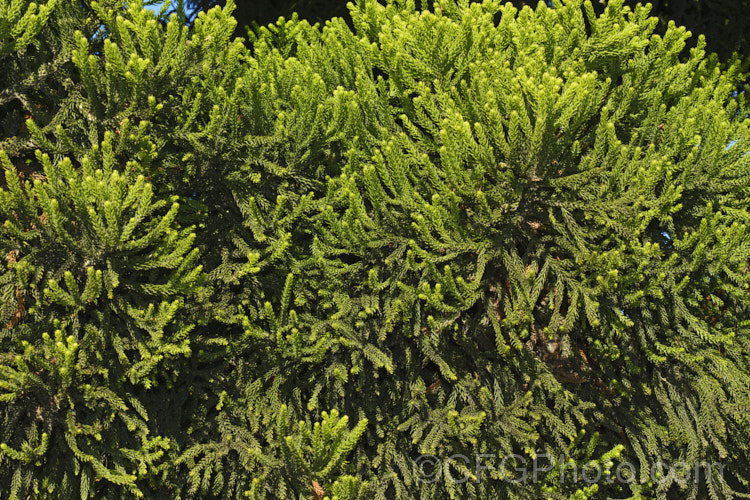 The mature foliage of the Hoop Pine or Moreton Bay Pine (<i>Araucaria cunninghamii</i>), an evergreen coniferous tree native to the east coast of Australia. A variety also occurs in New Guinea. When mature, it is similar to the Norfolk Island Pine (<i>Araucaria heterophylla</i>) but it does not have the rigidly symmetrical juvenile habit of Araucaria heterophylla. Order: Pinales, Family: Araucariaceae