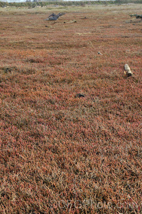 Saltmarsh dominated by Beaded. Samphire or Beaded. Glasswort (<i>Sarcocornia quinqueflora [syn. Salicornia australis]), a carpeting coastal perennial or subshrub native to Australia and New Zealand It is notable for its ability to survive in salt-saturated soils. In sheltered places it can grow to 50cm tall but is usually kept much shorter by constant exposure to coastal winds. The pinkish red colouration seen here develops in cool weather. sarcocornia-3280htm'>Sarcocornia. Order: Caryophyllales, Family: Amaranthaceae