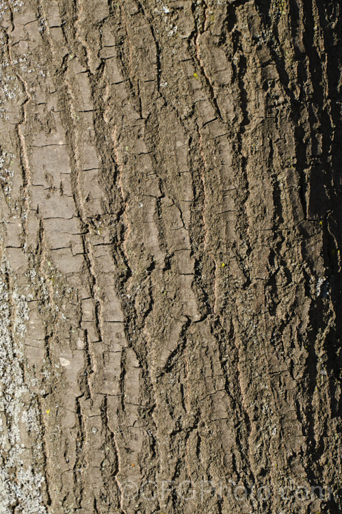 The bark of the Pin Oak (<i>Quercus palustris</i>), a 20-35m tall deciduous tree native to northeast. North America. This species has a columnar habit and often colours well in autumn, turning deep red. It can be distinguished from the similar. Scarlet Oak (<i>Quercus coccinea</i>), by its small acorns, minute tufts of hairs in the forks of the veins on the undersides of its leaves and usually narrower, asymmetrical basal foliage lobes. Order: Fagales, Family: Fagaceae