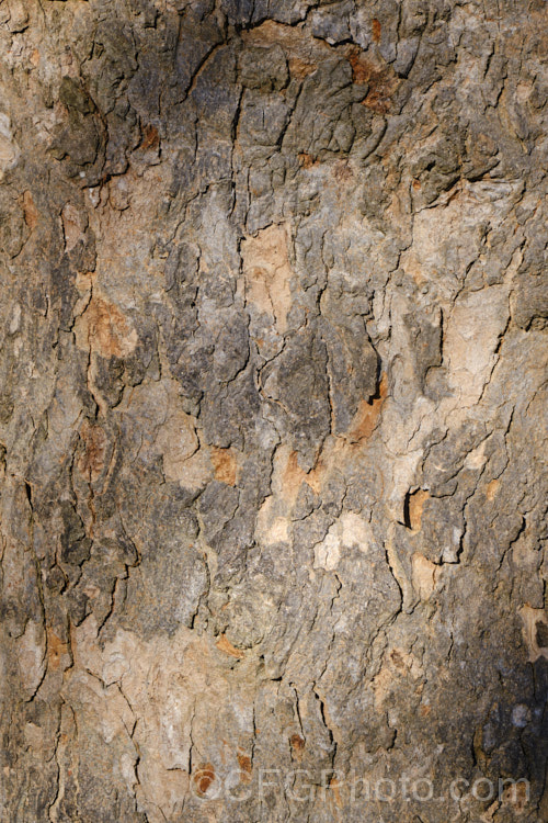 The bark of the Sycamore (<i>Acer pseudoplatanus</i>), a 30-40m tall deciduous tree with a wide natural distribution in the Eurasian region. Its timber is often used for making string instruments. The name pseudoplatanus comes from the resemblance of its bark to plant of the plane tree (<i>Platanus</i>). Order: Sapindales, Family: Sapindaceae