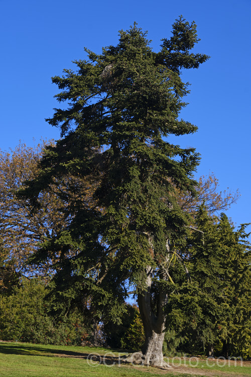 Insignis Fir or Hybrid Silver Fir (<i>Abies x insignis</i>), a hybrid between <i>Abies nordmanniana</i> and <i>Abies pinsapo</i> that originated in Vosges, France around 1850. It has short, sturdy leaves. It can grow to over 30m tall but appears to be quite brittle and easily damaged by strong winds. Order: Pinales, Family: Pinaceae