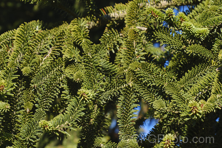 Insignis Fir or Hybrid Silver Fir (<i>Abies x insignis</i>), a hybrid between <i>Abies nordmanniana</i> and <i>Abies pinsapo</i> that originated in Vosges, France around 1850. It has short, sturdy leaves. It can grow to over 30m tall but appears to be quite brittle and easily damaged by strong winds. Order: Pinales, Family: Pinaceae