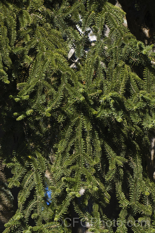 Insignis Fir or Hybrid Silver Fir (<i>Abies x insignis</i>), a hybrid between <i>Abies nordmanniana</i> and <i>Abies pinsapo</i> that originated in Vosges, France around 1850. It has short, sturdy leaves. It can grow to over 30m tall but appears to be quite brittle and easily damaged by strong winds. Order: Pinales, Family: Pinaceae