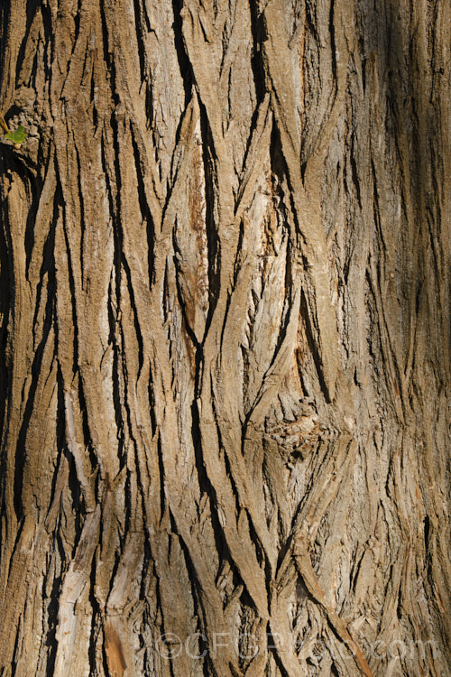 Yunnan Poplar (<i>Populus yunnanensis</i>), a quick-growing deciduous tree from southwestern China. Growing to around 25m tall, it is often used as for shelter planting