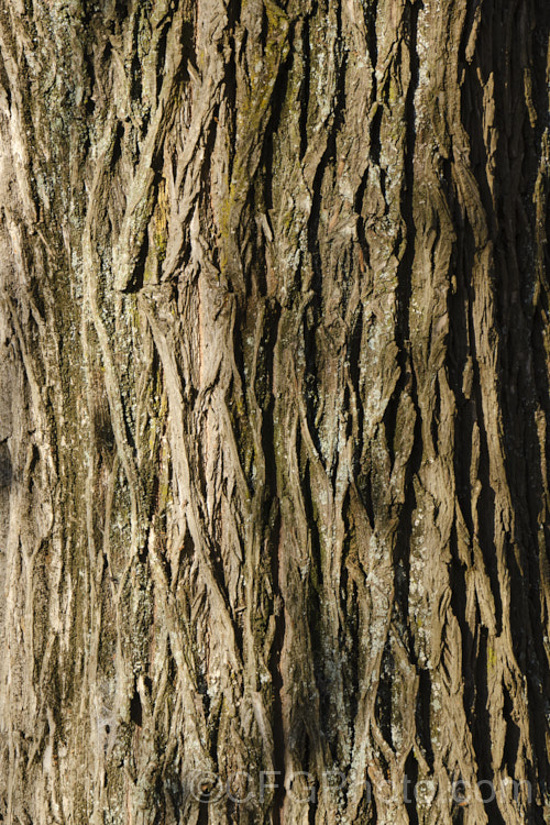 Huntingdon. Elm (<i>Ulmus x hollandica 'Vegeta'), a British-raised cultivar of a 20-35m hybrid between Ulmus glabra and Ulmus carpinifolia. It dates from 1746 and is distinguished by the short petioles of its leaves, the lattice patterning of the bark and its resistance to Dutch elm disease. As with most elms the papery seed capsules (samara</i>) are showier than the flowers. Ulmaceae. Order: Rosales, Family: Ulmaceae