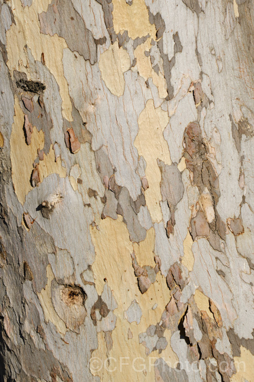 The bark of the Sugar Gum (<i>Eucalyptus cladocalyx</i>), an evergreen tree up to 35m tall with a very restricted natural distribution in coastal southeastern SouthAustralia. It is notable for its pale, flaking bark and is appears to be quite distinct among the eucalypts, with no obviously closely related species. The flowers are creamy white and because the crown of the tree is high, they are not especially showy. Order: Myrtales, Family: Myrtaceae