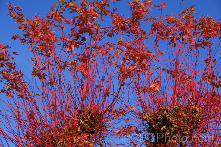 The winter stems and final stage of the autumn foliage of <i>Acer palmatum</i> 'Sangokaku' (syn 'Senkaki'), a cultivar in which the winter stems and young spring growth are bright red with yellow autumn foliage that turns to orange-red just before falling. Order: Sapindales, Family: Sapindaceae