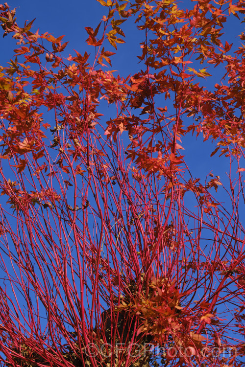 The winter stems and final stage of the autumn foliage of <i>Acer palmatum</i> 'Sangokaku' (syn 'Senkaki'), a cultivar in which the winter stems and young spring growth are bright red with yellow autumn foliage that turns to orange-red just before falling. Order: Sapindales, Family: Sapindaceae