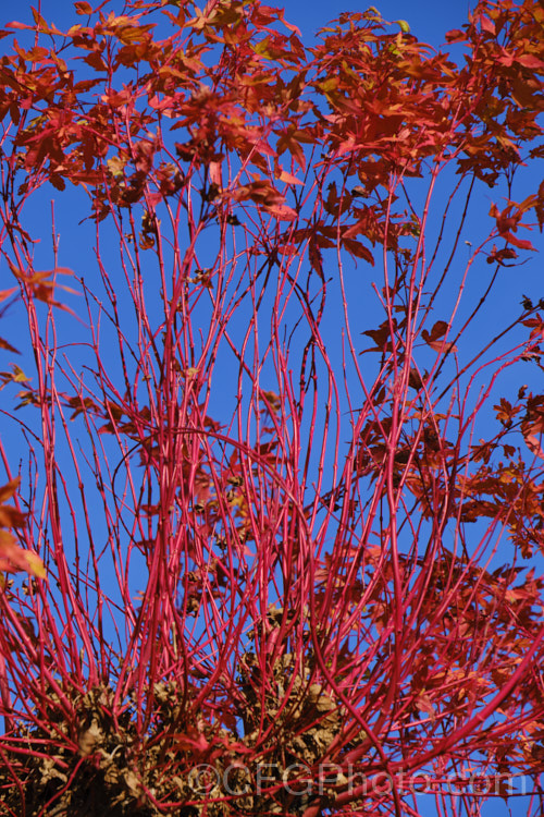 The winter stems and final stage of the autumn foliage of <i>Acer palmatum</i> 'Sangokaku' (syn 'Senkaki'), a cultivar in which the winter stems and young spring growth are bright red with yellow autumn foliage that turns to orange-red just before falling. Order: Sapindales, Family: Sapindaceae