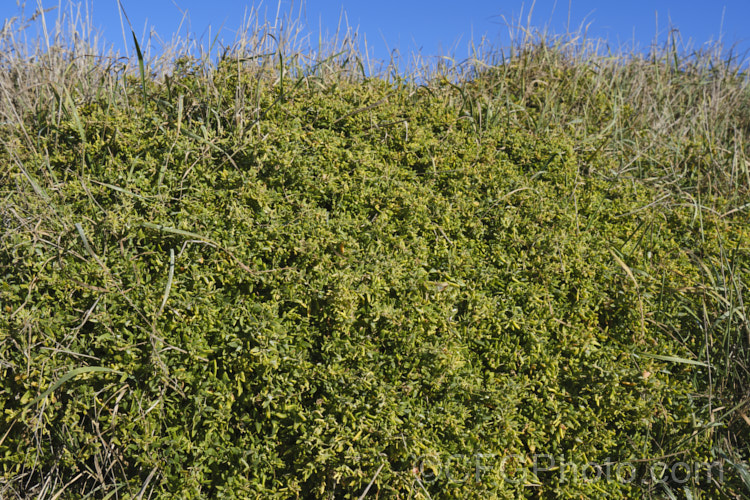 Spear. Saltbush or Common Orache (<i>Atriplex patula</i>), a scrambling perennial that is widespread in the temperate to subtropical regions, particularly in coastal areas. It can behave as a groundcover, but where possible it will grow through other plants. atriplex-3513htm'>Atriplex. Order: Caryophyllales, Family: Amaranthaceae Order: Caryophyllales</a>