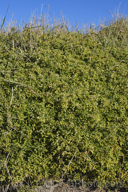 Spear. Saltbush or Common Orache (<i>Atriplex patula</i>), a scrambling perennial that is widespread in the temperate to subtropical regions, particularly in coastal areas. It can behave as a groundcover, but where possible it will grow through other plants. atriplex-3513htm'>Atriplex. Order: Caryophyllales, Family: Amaranthaceae Order: Caryophyllales</a>