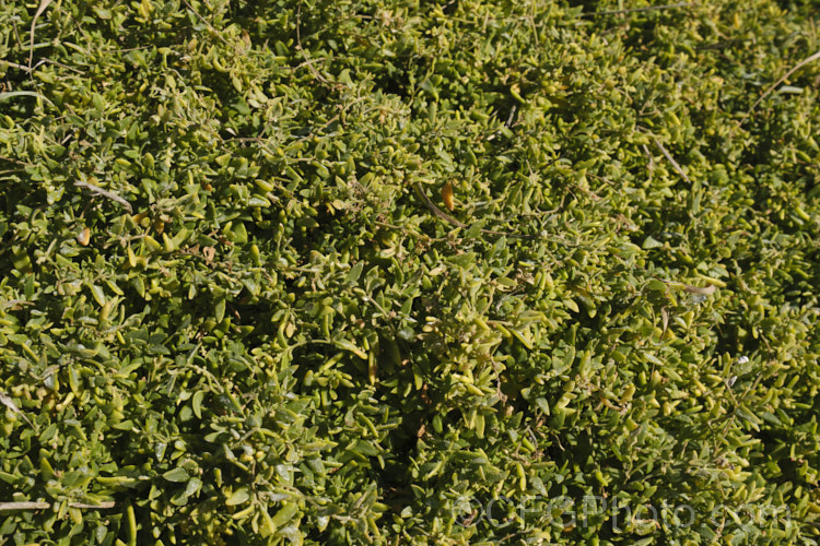 Spear. Saltbush or Common Orache (<i>Atriplex patula</i>), a scrambling perennial that is widespread in the temperate to subtropical regions, particularly in coastal areas. It can behave as a groundcover, but where possible it will grow through other plants. atriplex-3513htm'>Atriplex. Order: Caryophyllales, Family: Amaranthaceae Order: Caryophyllales</a>