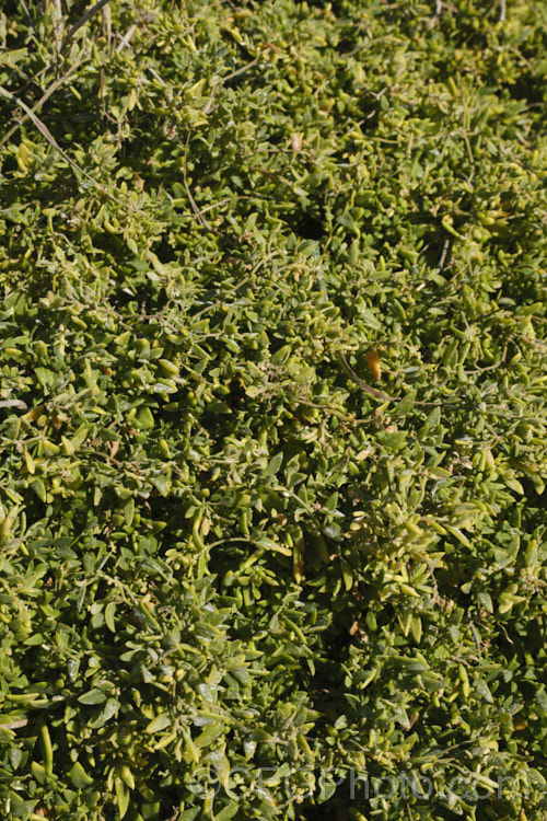 Spear. Saltbush or Common Orache (<i>Atriplex patula</i>), a scrambling perennial that is widespread in the temperate to subtropical regions, particularly in coastal areas. It can behave as a groundcover, but where possible it will grow through other plants. atriplex-3513htm'>Atriplex. Order: Caryophyllales, Family: Amaranthaceae Order: Caryophyllales</a>