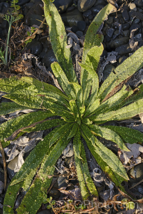 The overwintering basal foliage rosette of Viper's Bugloss (<i>Echium vulgare</i>), a European biennial that grows to around 90cm tall It often occurs as a wildflower on stony ground and is popular with apiarists as a nectar source. echium-2237htm'>Echium.