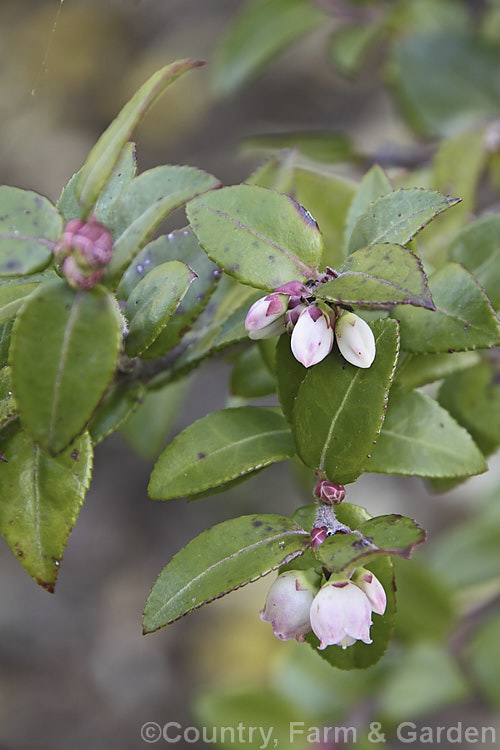 Californian Huckleberry (<i>Vaccinium ovatum</i>), an evergreen shrub from 1-4m tall, found from British Columbia to California. Its flowers appear mainly in spring and are followed by small berries that are black when ripe. The fruit is edible but generally too sour to be anything but an emergency food. vaccinium-2753htm'>Vaccinium. Order: Ericales, Family: Ericaceae