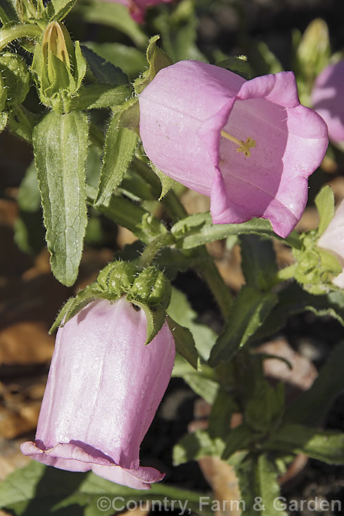 Campanula medium 'Champion Pink Improved', a cultivar of Canterbury Bells or Cup and Saucer, a southern European biennial grown as a bedding plant. Champion Pink Improved is a compact, long-flowering cultivar by Sakata of Japan. Order: Asterales, Family: Campanulaceae