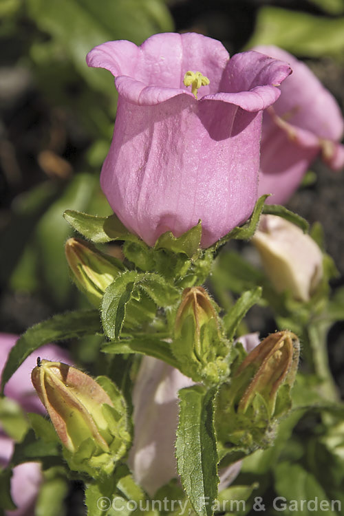 Campanula medium 'Champion Pink Improved', a cultivar of Canterbury Bells or Cup and Saucer, a southern European biennial grown as a bedding plant. Champion Pink Improved is a compact, long-flowering cultivar by Sakata of Japan. Order: Asterales, Family: Campanulaceae