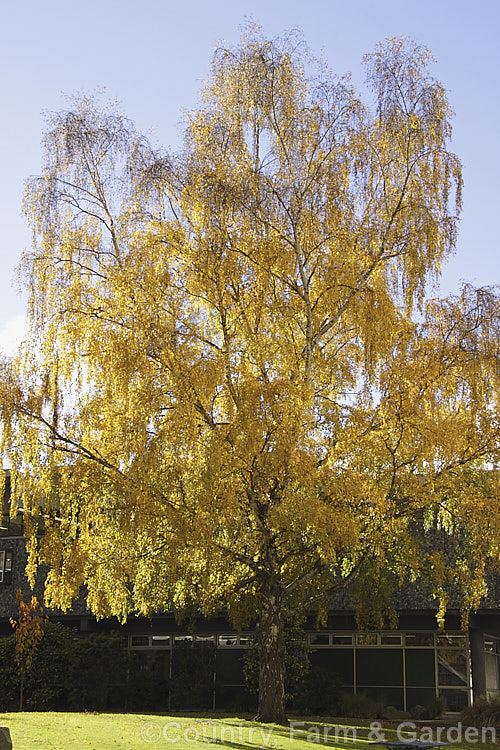 Silver Birch (<i>Betula pendula</i>) in full autumn colour. This extremely hardy Eurasian tree is widely cultivated for its silver-grey bark. Its foliage often colours well in autumn. Although an undeniably beautiful tree, it is also a common cause of allergies. betula-2077htm'>Betula. <a href='betulaceae-plant-family-photoshtml'>Betulaceae</a>.