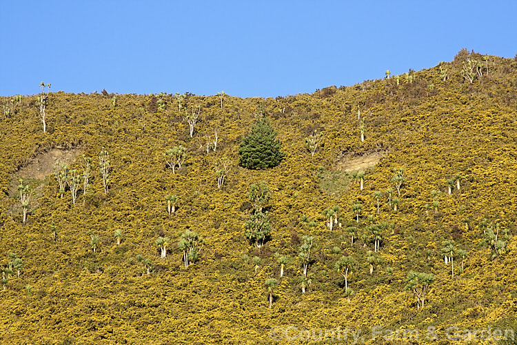Cabbage trees (<i>Cordyline australis</i>) on a hillside, struggling to grow through a dense undergrowth of Gorse or Furze (<i>Ulex europaeus</i>), a mainly spring-flowering leguminous shrub native to western Europe. It is sometimes cultivated but has become a very invasive weed in many parts of the world. Canterbury, New Zealand ulex-2750htm'>Ulex.