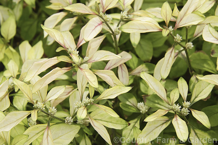 Dwarf Calico Plant, Joyweed or Baptist Plant (<i>Alternanthera bettzickiana 'Aurea Nana'), a compact cultivar of a 1m tall annual or short-lived perennial native to the American tropics and subtropics. Its young foliage is pale yellow with pink veining and matures to light green. It is most often cultivated as a foliage house plant or for summer bedding colour in semi-shade; the short spikes of tiny flowers are not really a feature. alternanthera-2322htm'>Alternanthera. Order: Caryophyllales, Family: Amaranthaceae