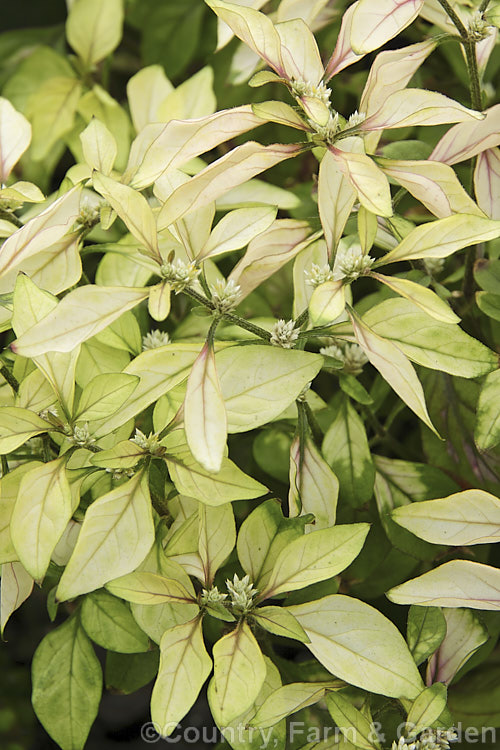 Dwarf Calico Plant, Joyweed or Baptist Plant (<i>Alternanthera bettzickiana 'Aurea Nana'), a compact cultivar of a 1m tall annual or short-lived perennial native to the American tropics and subtropics. Its young foliage is pale yellow with pink veining and matures to light green. It is most often cultivated as a foliage house plant or for summer bedding colour in semi-shade; the short spikes of tiny flowers are not really a feature. alternanthera-2322htm'>Alternanthera. Order: Caryophyllales, Family: Amaranthaceae