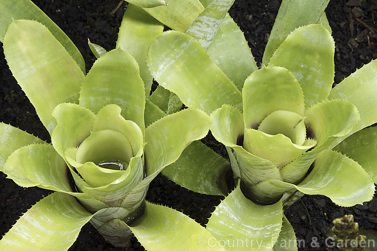 <i>Aechmea fasciata</i> var. <i>fasciata</i>, a natural variety of a common, though nevertheless spectacularly flowered bromeliad native to Brazil. Its foliage is much lighter green than that of the type form. The flower stem can reach 1m high. Order: Poales, Family: Bromeliaceae