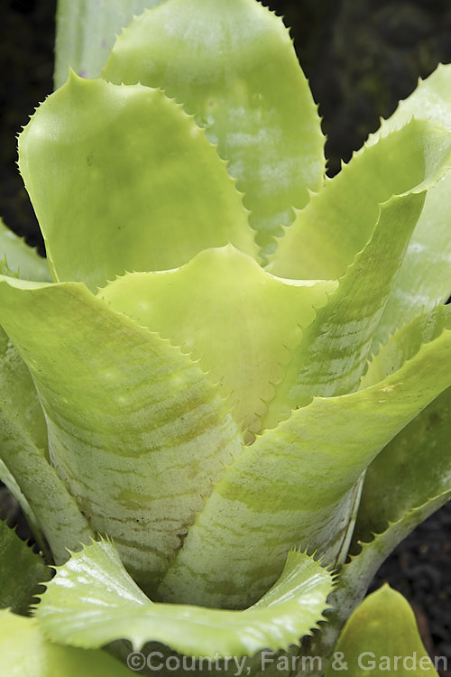 <i>Aechmea fasciata</i> var. <i>fasciata</i>, a natural variety of a common, though nevertheless spectacularly flowered bromeliad native to Brazil. Its foliage is much lighter green than that of the type form. The flower stem can reach 1m high. Order: Poales, Family: Bromeliaceae