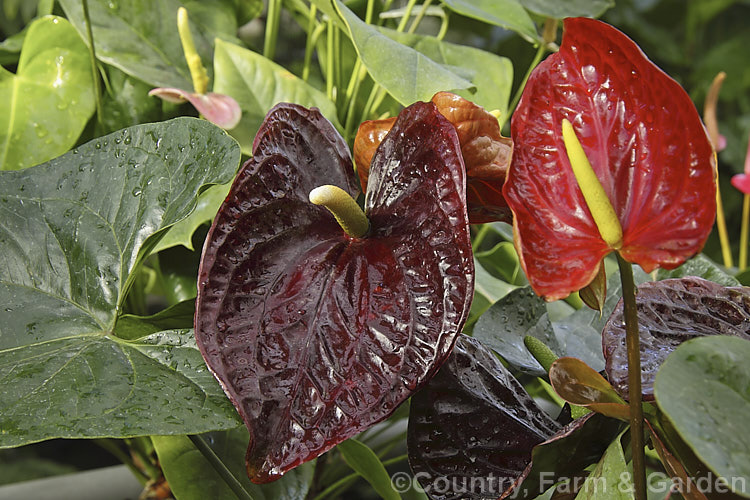 Anthurium 'Otazu', one of the many cultivated forms of Anthurium, usually hybrids or cultivars of the flamingo flower (<i>Anthurium andraeanum</i>), an epiphytic evergreen perennial native to Colombia and Ecuador 'Otazu' is notable for its very dark blackish-red spathes, which deepen in colour and then lighten again with age. anthurium-2027htm'>Anthurium.