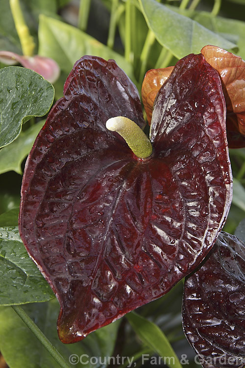 Anthurium 'Otazu', one of the many cultivated forms of Anthurium, usually hybrids or cultivars of the flamingo flower (<i>Anthurium andraeanum</i>), an epiphytic evergreen perennial native to Colombia and Ecuador 'Otazu' is notable for its very dark blackish-red spathes, which deepen in colour and then lighten again with age. anthurium-2027htm'>Anthurium.