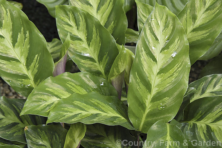 Calathea micans (syn. Calathea albicans</i>), a tropical American evergreen rhizomatous perennial often grown as a foliage house plant. It occurs from Mexico to Brazil and is notable for its rounded pale grey-green leaves. Its flowers are white and violet.