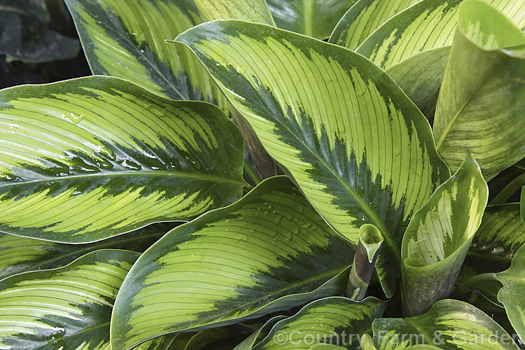 Calathea 'Beautystar' (aka 'Beauty Star'), an evergreen perennial with attractively marked foliage. A hybrid in a genus of South and Central American species that are often cultivated as foliage house plants in the temperate zones. It was raised by Valstar of the Netherlands.