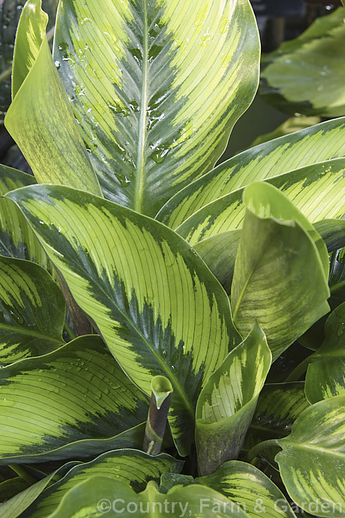 Calathea 'Beautystar' (aka 'Beauty Star'), an evergreen perennial with attractively marked foliage. A hybrid in a genus of South and Central American species that are often cultivated as foliage house plants in the temperate zones. It was raised by Valstar of the Netherlands.