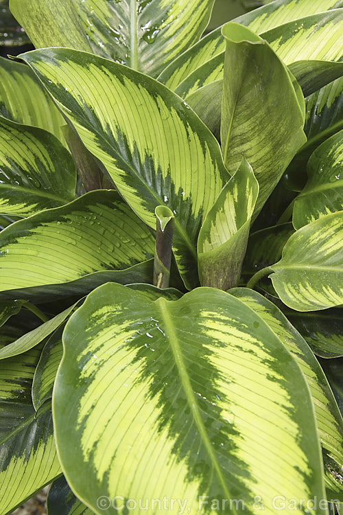 Calathea 'Beautystar' (aka 'Beauty Star'), an evergreen perennial with attractively marked foliage. A hybrid in a genus of South and Central American species that are often cultivated as foliage house plants in the temperate zones. It was raised by Valstar of the Netherlands.