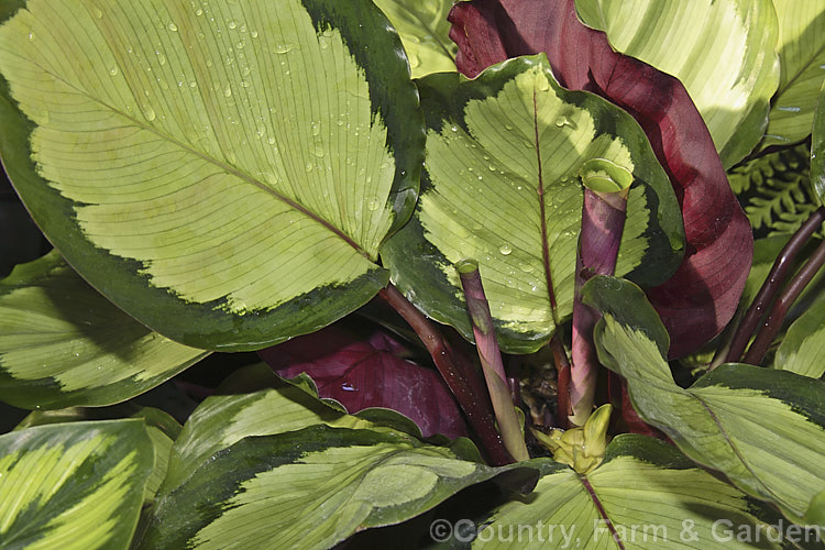 Calathea roseopicta 'Rosastar' (aka 'Rosa. Star'), an evergreen perennial with attractively marked foliage. A hybrid in a genus of South and Central American species that are often cultivated as foliage house plants in the temperate zones. It was raised by Valstar of the Netherlands.