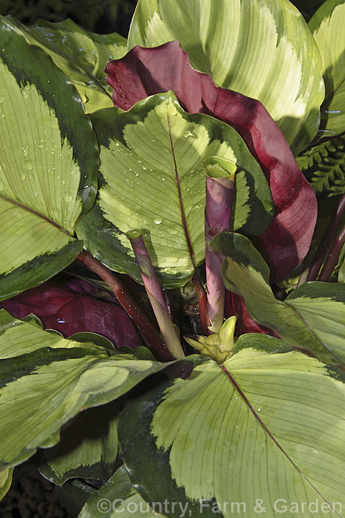 Calathea roseopicta 'Rosastar' (aka 'Rosa. Star'), an evergreen perennial with attractively marked foliage. A hybrid in a genus of South and Central American species that are often cultivated as foliage house plants in the temperate zones. It was raised by Valstar of the Netherlands.