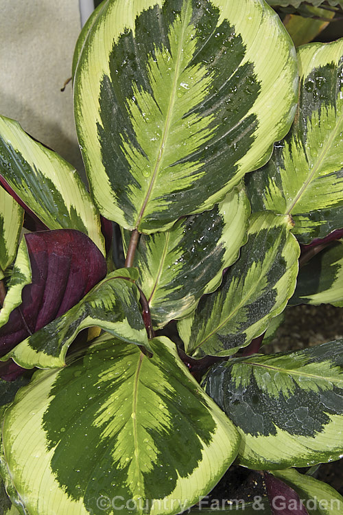 Calathea 'Marion', an evergreen perennial with attractively marked foliage. A hybrid in a genus of South and Central American species that are often cultivated as foliage house plants in the temperate zones 'Marion' probably has. Calathea roseopicta in its parentage.