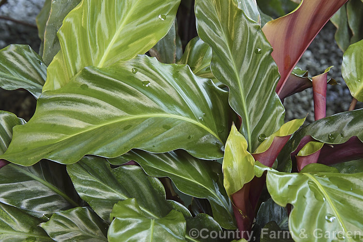 Calathea rufibarba, a rhizomatous perennial native to eastern Brazil. Usually grown as a house plant, it is notable for its foliage, which has red undersides and lustrous velvety upper surfaces.