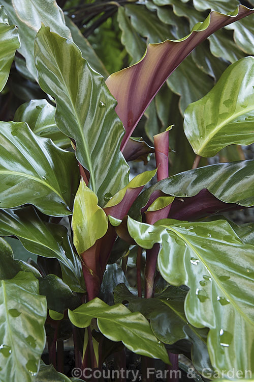 Calathea rufibarba, a rhizomatous perennial native to eastern Brazil. Usually grown as a house plant, it is notable for its foliage, which has red undersides and lustrous velvety upper surfaces.