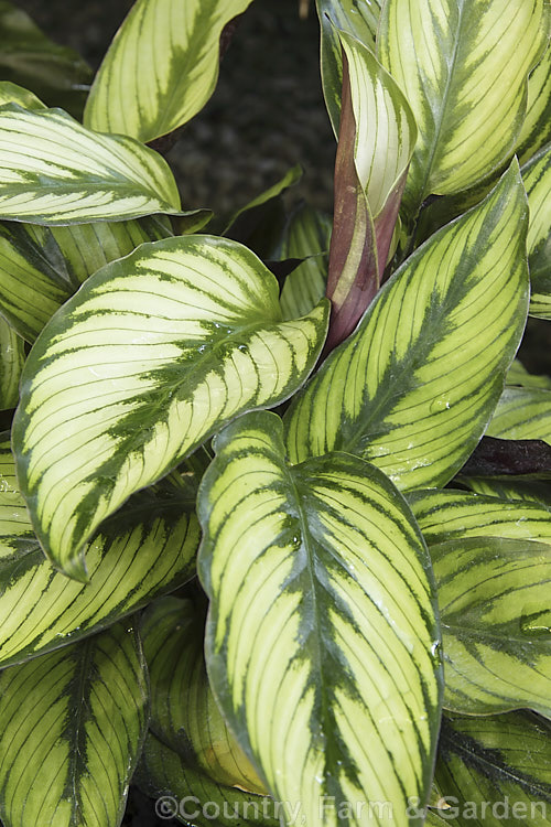 Calathea 'Goldstar' (aka 'Gold Star'), an evergreen perennial with attractively marked foliage. A hybrid in a genus of South and Central American species that are often cultivated as foliage house plants in the temperate zones. It was raised by Valstar of the Netherlands.