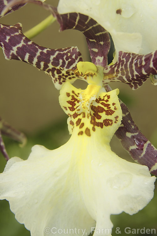 xAliceara. Sweetheart. Jonel 'Everglades', an Oncidium alliance orchid resulting from hybridisation between Brassia, Miltonia and Oncidium. aliceara-2251htm'>Aliceara.